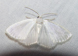 moth-21-06-2008-20.jpg