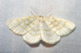 moth-21-06-2008-21.jpg