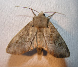 moth-21-06-2008-22.jpg