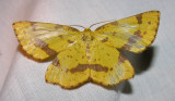 moth-21-06-2008-25.jpg