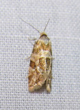 moth-21-06-2008-27.jpg