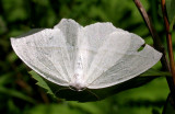 Campaea perlata - 6796 - Pale Beauty Moth
