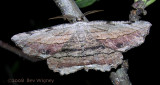 Lytrosis unitaria - 6720 - Common lytrosis