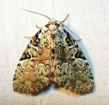 moth-060708-4.jpg
