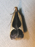 Dichomeris flavocostella - 2295 - Cream-edged Dichomeris Moth