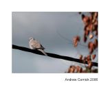 Collared Dove