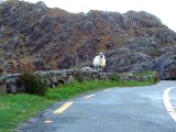 Ring of Kerry 04