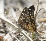 Hackberry Emperor