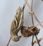 Pine Siskin