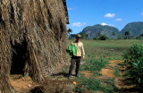 Drying house for tobacco leaves