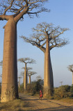 Baobabs Avenue
