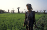Working the rice fields