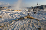 Mammoth Hot Springs, Canary Spring