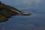 Marine iguana, Punta Espinosa, Fernandina Island