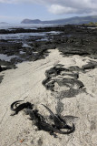 Marine iguanas, Egas Port, Santiago Island