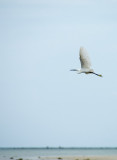Little egret - Kleine zilverreiger