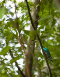 Asian emerald cuckoo