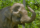 Asian elephant - Aziatische olifant