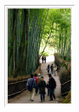 Bamboo Path - Arashiyama 1
