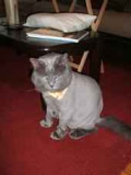 The attack cat