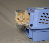 Just returned home after being checked out by the our Veterinarian.