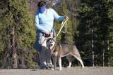 THIS DOG WAS PART OF THE FAMOUS DENALI TEAM THAT IS USED TO PATROL THE PARK....