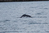 HUMP BACK WHALES ARE VERY COMMON OFF THE COAST OF SOUTHERN ALASKA