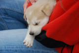DOGS ARE OFTEN BEING CUDDLED...THIS ONE IS  A SLED DOG PUPPY