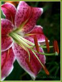 07 JUL 08 STARGAZER LILY