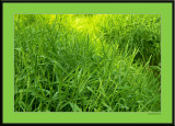 simply green