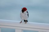 Hawaiian Cardinal on our balcony in Kona