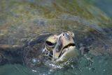 Sea Turtle at Honaunau National Historic Park