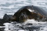 Sea Turtle on black sand beach