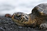 Sea Turtle on black sand beach