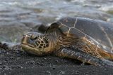 Sea Turtle on black sand beach