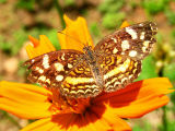 Butterfly / Mariposa
