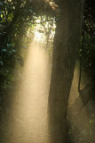 Rain of light / Lluvia de luz