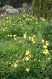 Day Lillies Summer 2008