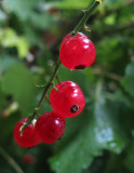 Red Currants-12