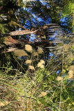 Grass in the Wind