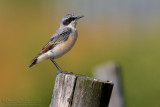 Northern Wheatear (Oenanthe oenanthe)