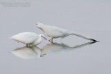 Little Egret (Egretta garzetta)