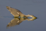 Grey Heron (Ardea cinerea)