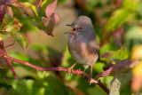 Dartford Warbler (Sylvia undata)