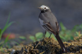 White Wagtail (Motacilla alba ssp personata)