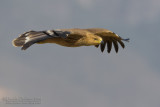 Eastern Imperial Eagle (Aquila heliaca)