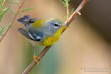 Northern Parula (Parula americana)