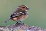 Chaffinch (Fringilla coelebs ssp moreletti)