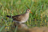 Pectoral Sandpiper (Calidris melanotos)