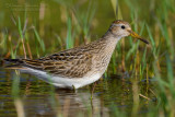 Pectoral Sandpiper (Calidris melanotos)